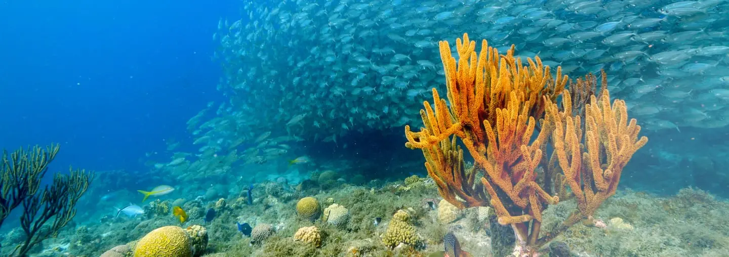 鮮やかなオレンジ色のサンゴと無数の魚が群れを成して泳ぐ美しい海中の風景